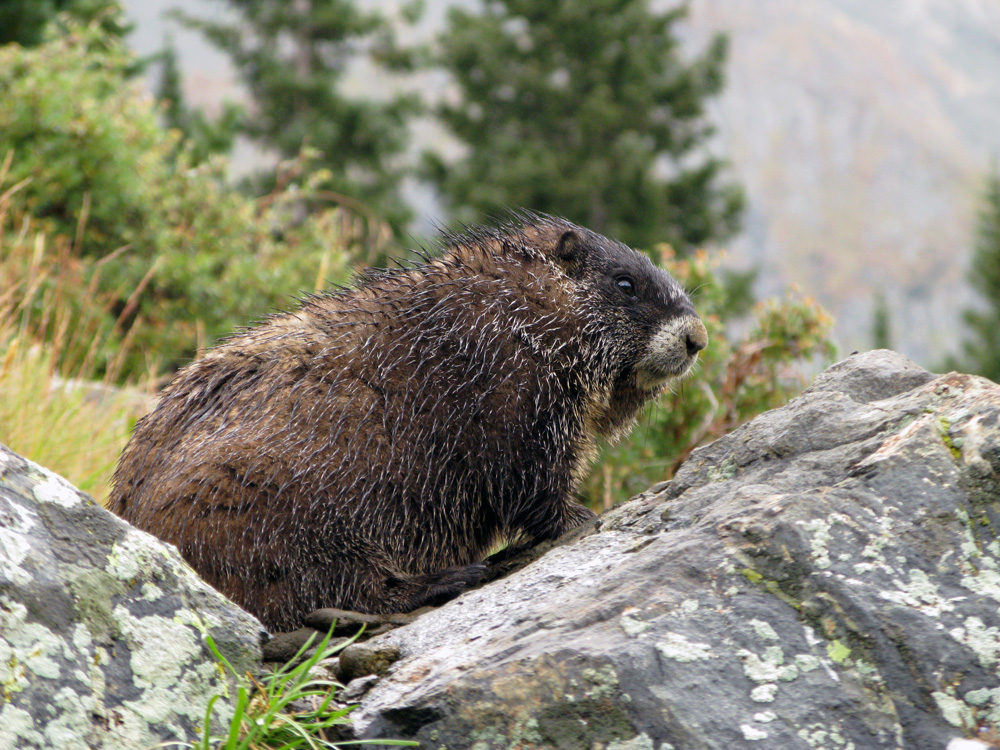  Wet marmot, good marmot… 